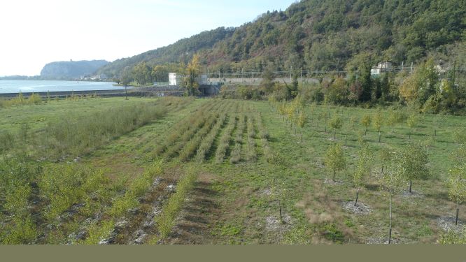 Parc à boutures - Soyons