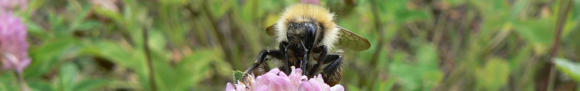 Bombus sp Trifolium