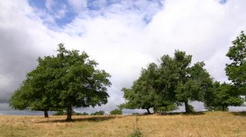 Vieux arbres