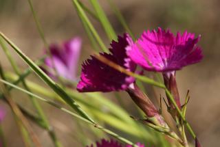 dianthus