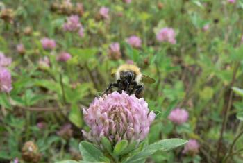 Bombus sp Trifolium