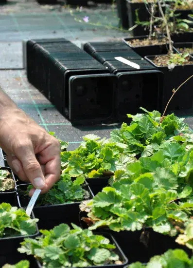 culture de plantes herbacées