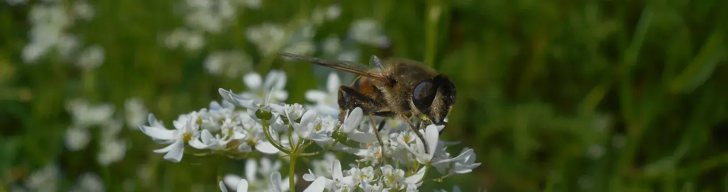 Pollinisateurs sur plante messicole