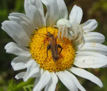 Carabe et araignée sur une fleur d'Anthemis